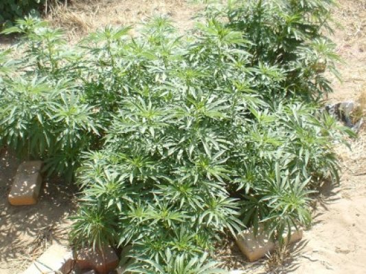 „Fondatorul” celei mai mari sere cu cannabis din ţară ar putea fi eliberat din arest
